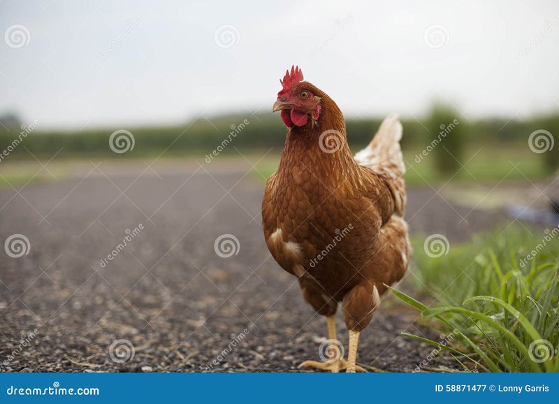 Discover chicken road
